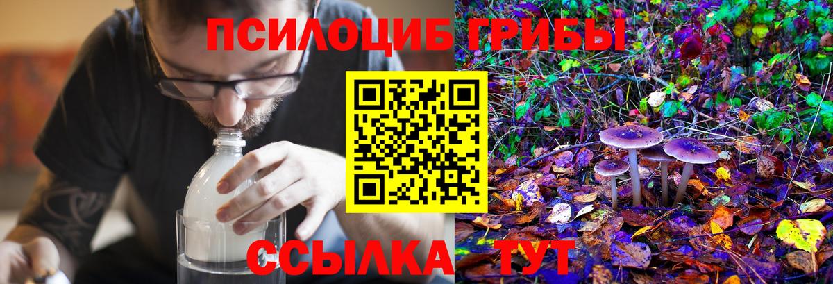 Псилоцибиновые грибы Psilocybe Благовещенск